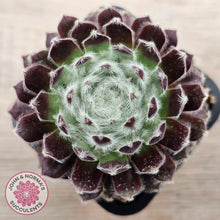 Load image into Gallery viewer, Sempervivum &#39;Ashes of Roses&#39;
