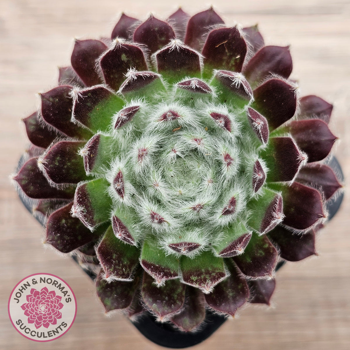 Sempervivum 'Ashes of Roses'