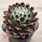 Sempervivum 'Ashes of Roses'