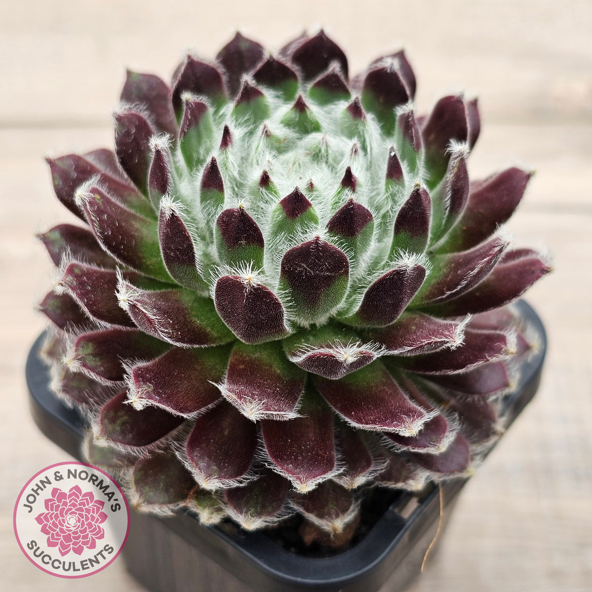 Sempervivum 'Ashes of Roses'