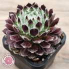 Sempervivum 'Ashes of Roses'