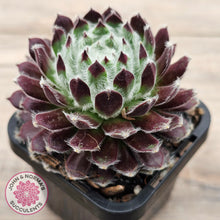 Load image into Gallery viewer, Sempervivum &#39;Ashes of Roses&#39;
