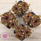 Sempervivum 'Bernstein'