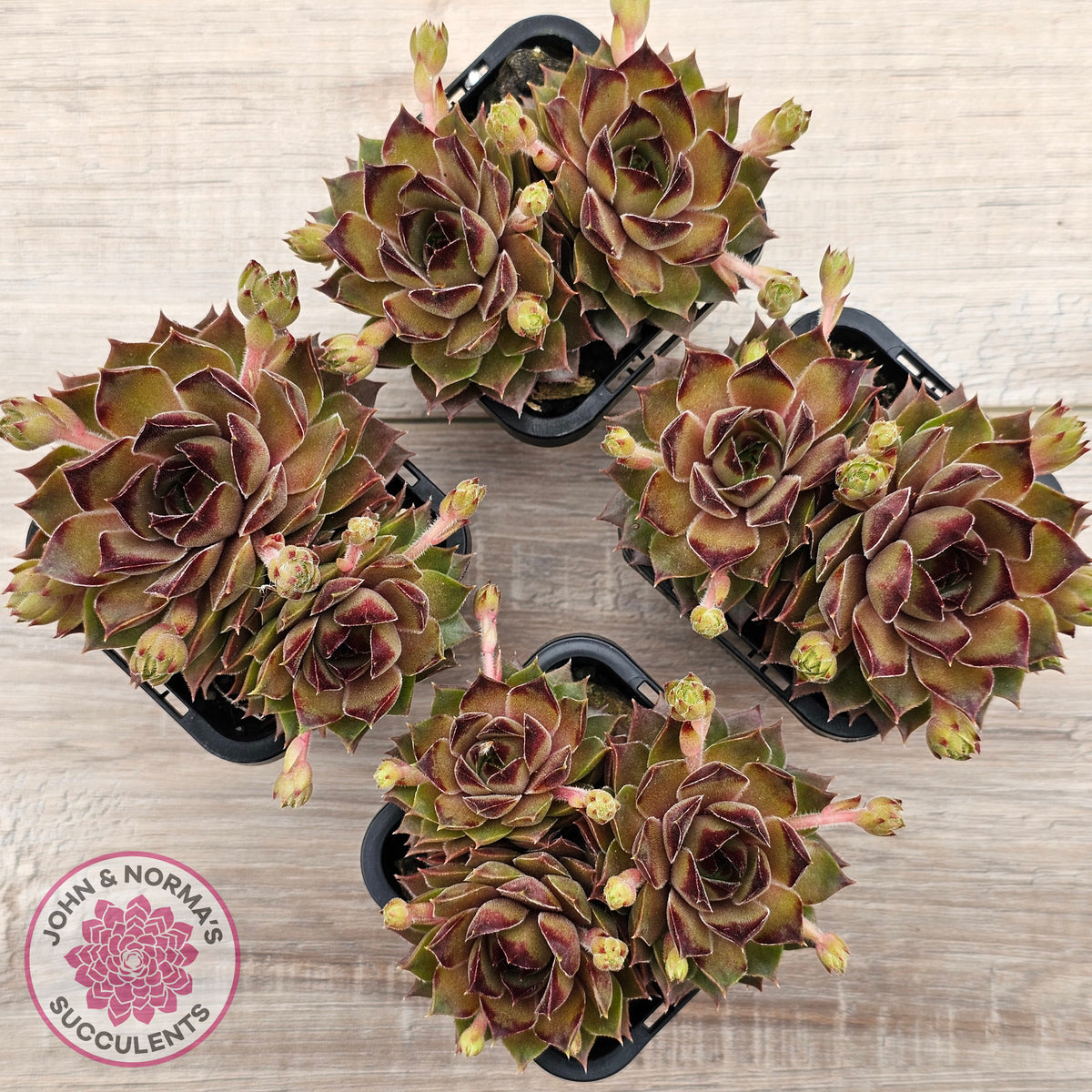 Sempervivum 'Bernstein'