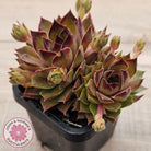 Sempervivum 'Bernstein'