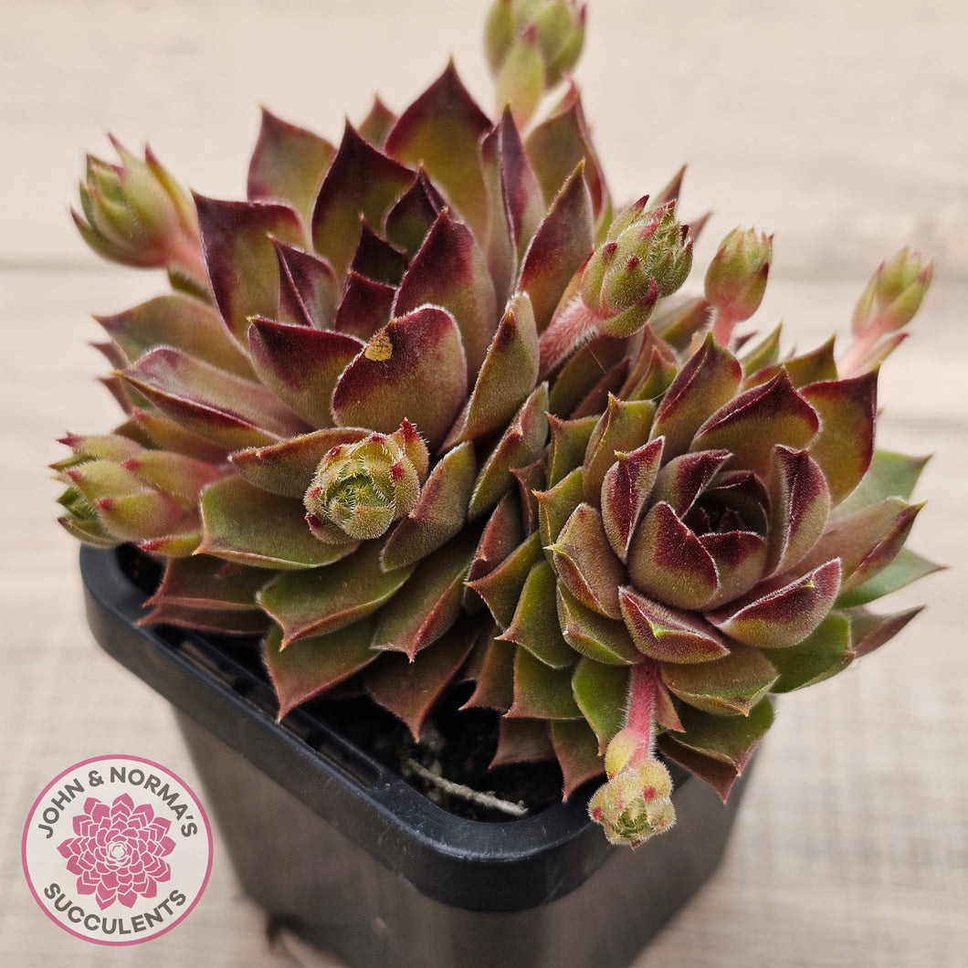 Sempervivum 'Bernstein'