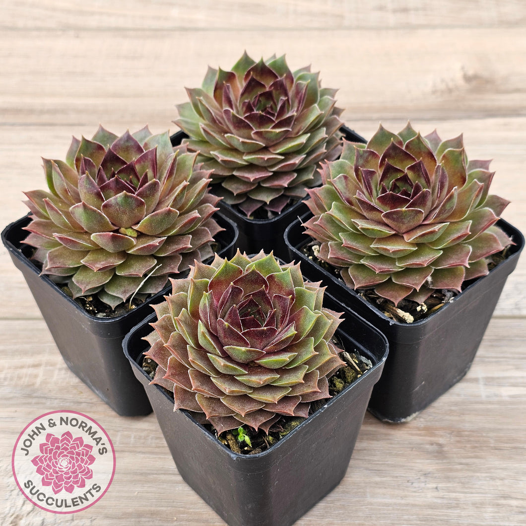 Sempervivum 'Bernstein'