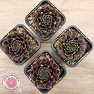 Sempervivum Black Mini