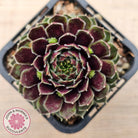 Sempervivum Black Mini
