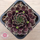 Sempervivum Black Mini
