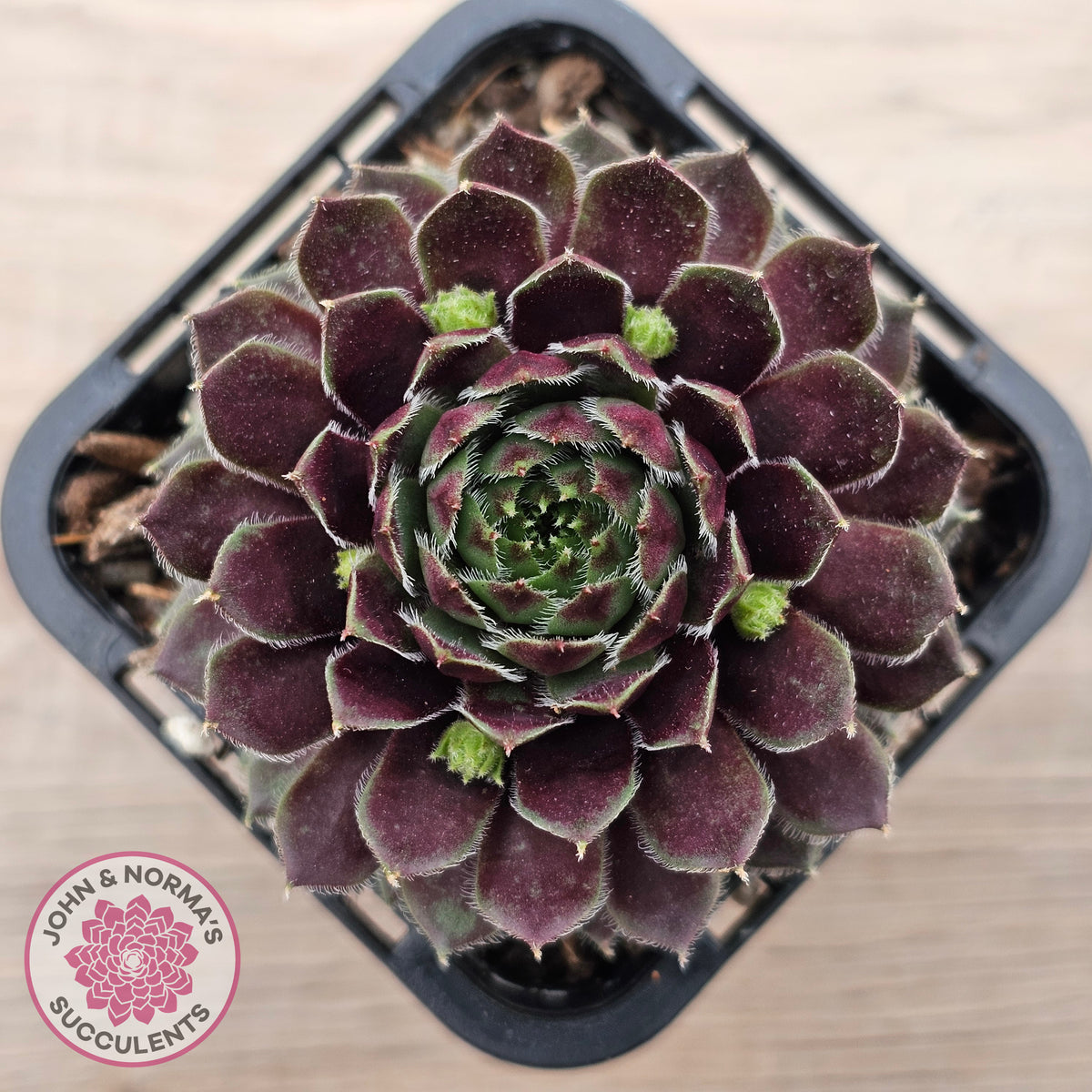 Sempervivum Black Mini