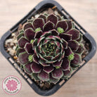 Sempervivum Black Mini