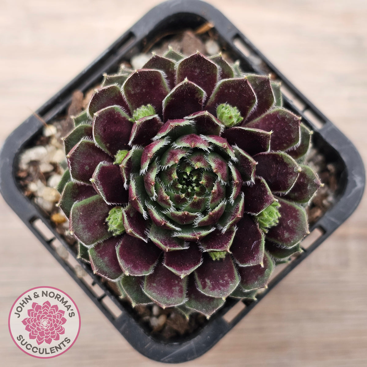 Sempervivum Black Mini