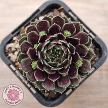 Load image into Gallery viewer, Sempervivum Black Mini
