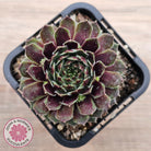 Sempervivum Black Mini