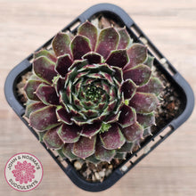 Load image into Gallery viewer, Sempervivum Black Mini
