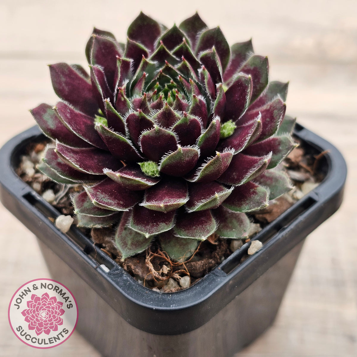 Sempervivum Black Mini