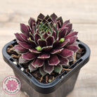 Sempervivum Black Mini