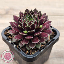 Load image into Gallery viewer, Sempervivum Black Mini
