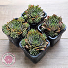 Sempervivum 'Blue Boy'
