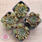 Sempervivum 'Blue Boy'