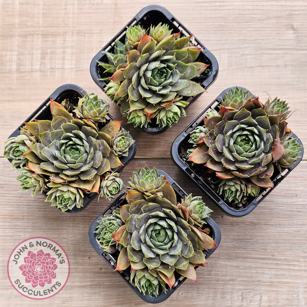 Sempervivum 'Blue Boy'