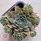 Sempervivum 'Blue Boy'