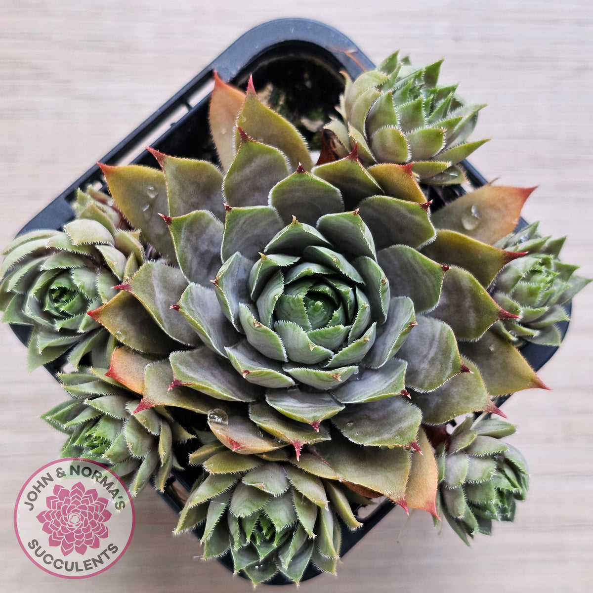 Sempervivum 'Blue Boy'