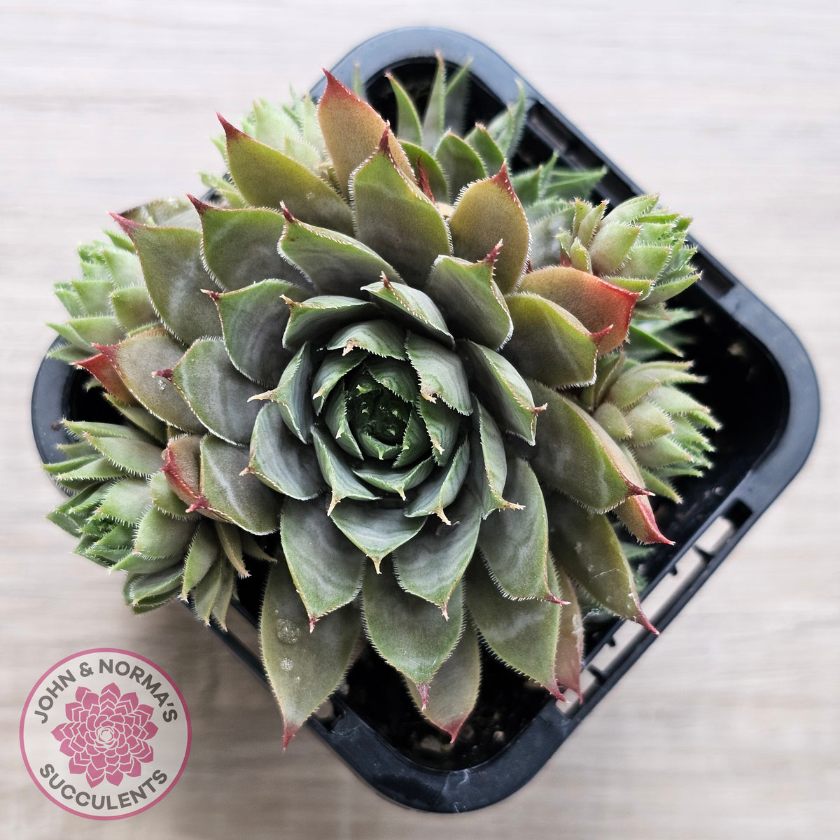 Sempervivum 'Blue Boy'