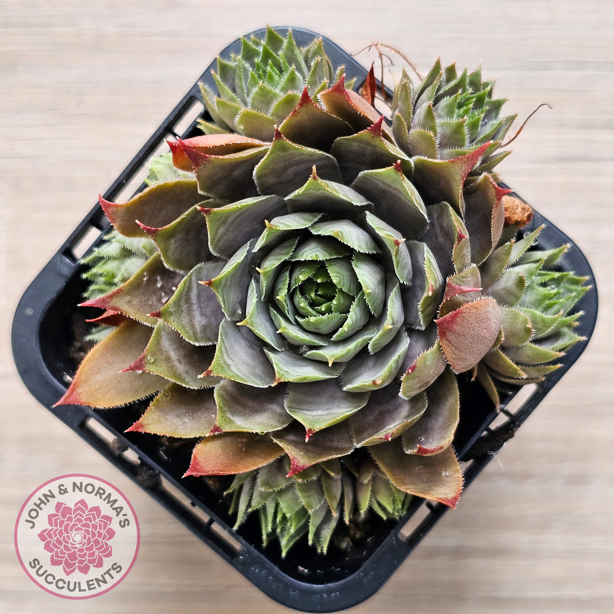 Sempervivum 'Blue Boy'