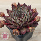 Sempervivum 'Blue Boy'