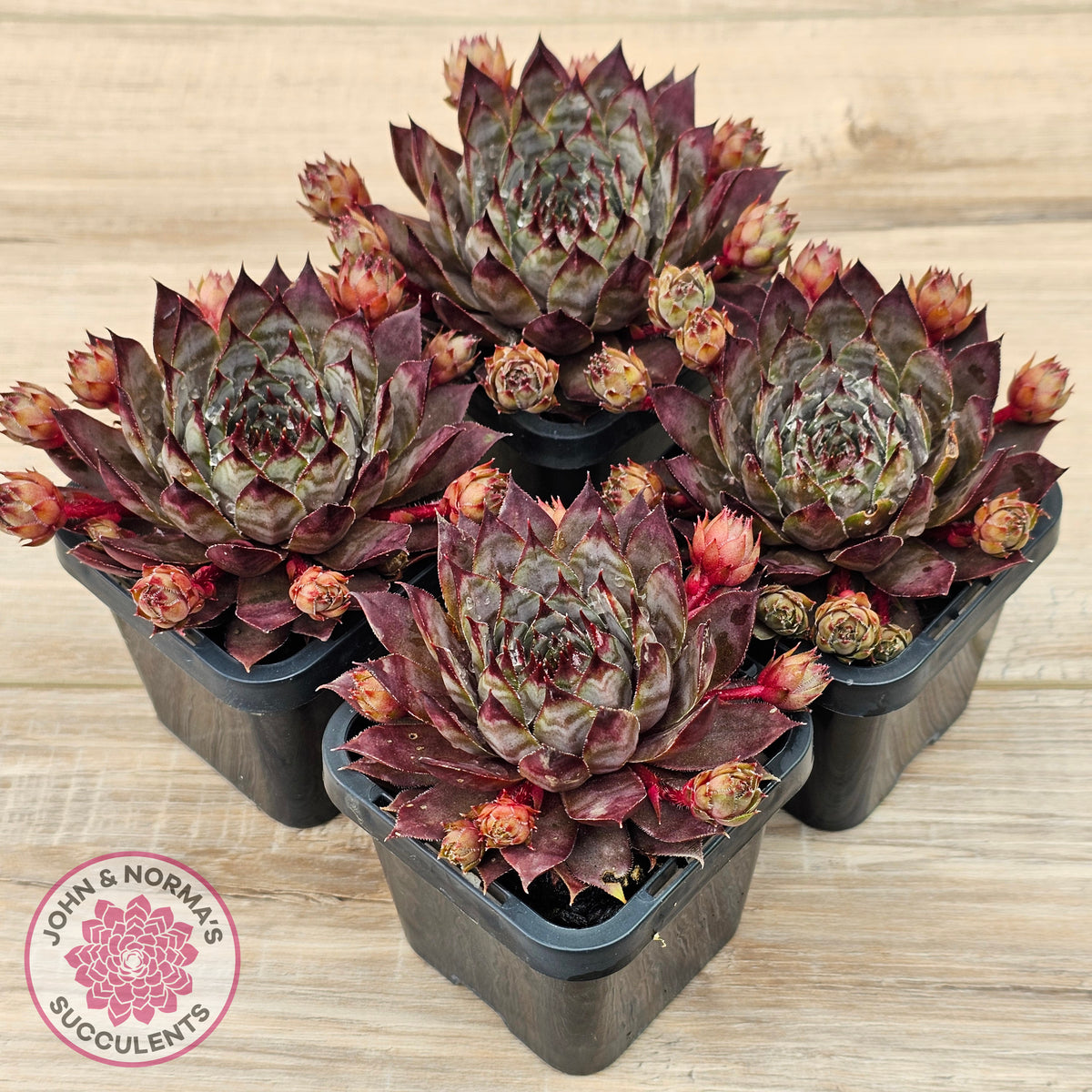 Sempervivum 'Blue Boy'
