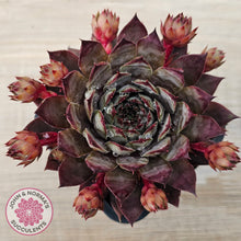 Load image into Gallery viewer, Sempervivum &#39;Blue Boy&#39;

