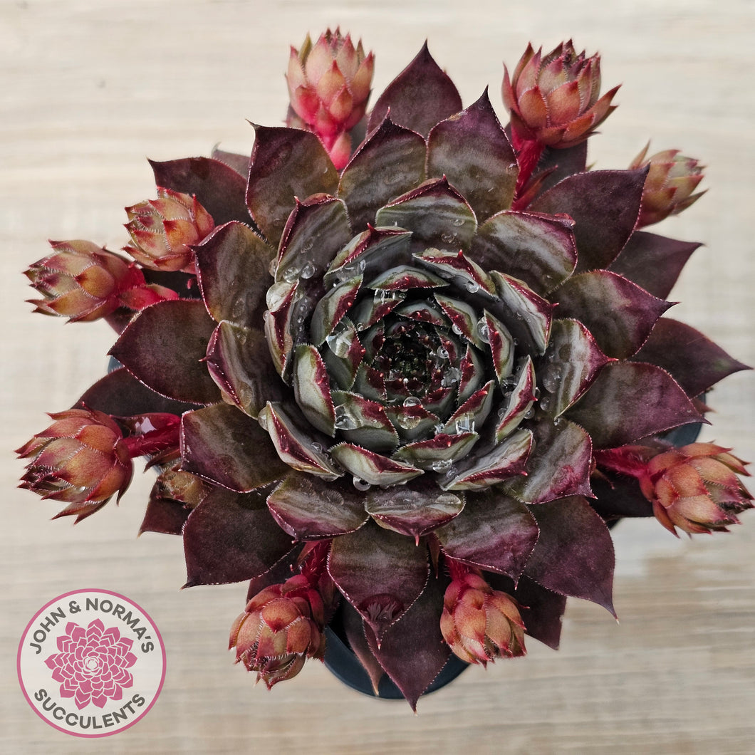 Sempervivum 'Blue Boy'