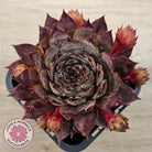 Sempervivum 'Blue Boy'