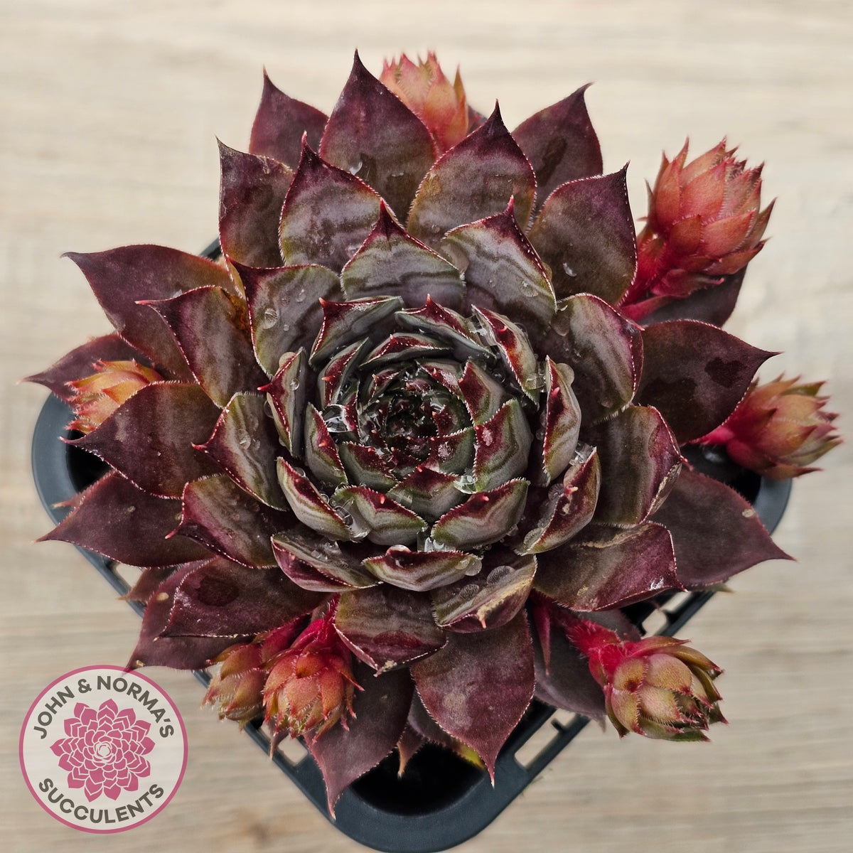 Sempervivum 'Blue Boy'