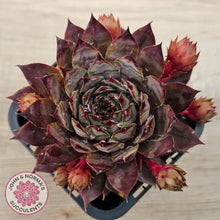 Load image into Gallery viewer, Sempervivum &#39;Blue Boy&#39;
