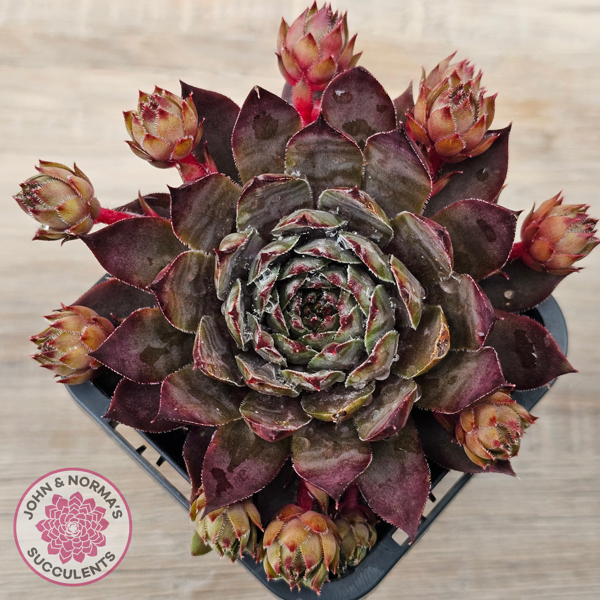 Sempervivum 'Blue Boy'
