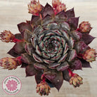 Sempervivum 'Blue Boy'