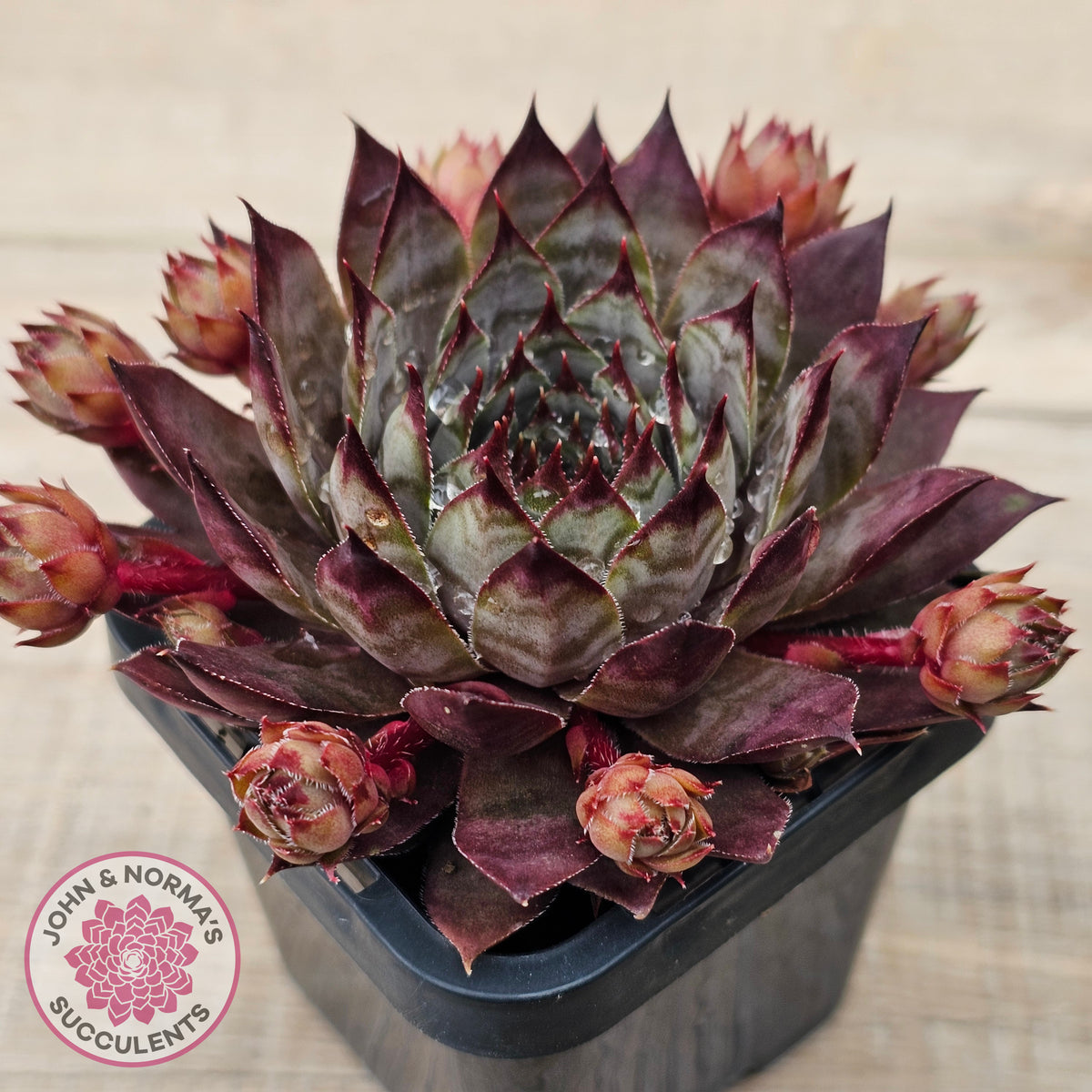 Sempervivum 'Blue Boy'