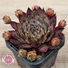 Sempervivum 'Blue Boy'
