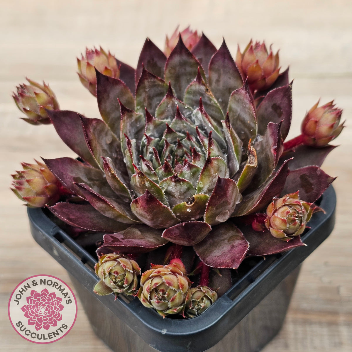 Sempervivum 'Blue Boy'