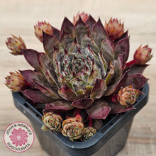 Load image into Gallery viewer, Sempervivum &#39;Blue Boy&#39;
