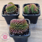 Sempervivum 'Centennial' Crest