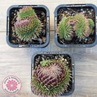 Sempervivum 'Centennial' Crest