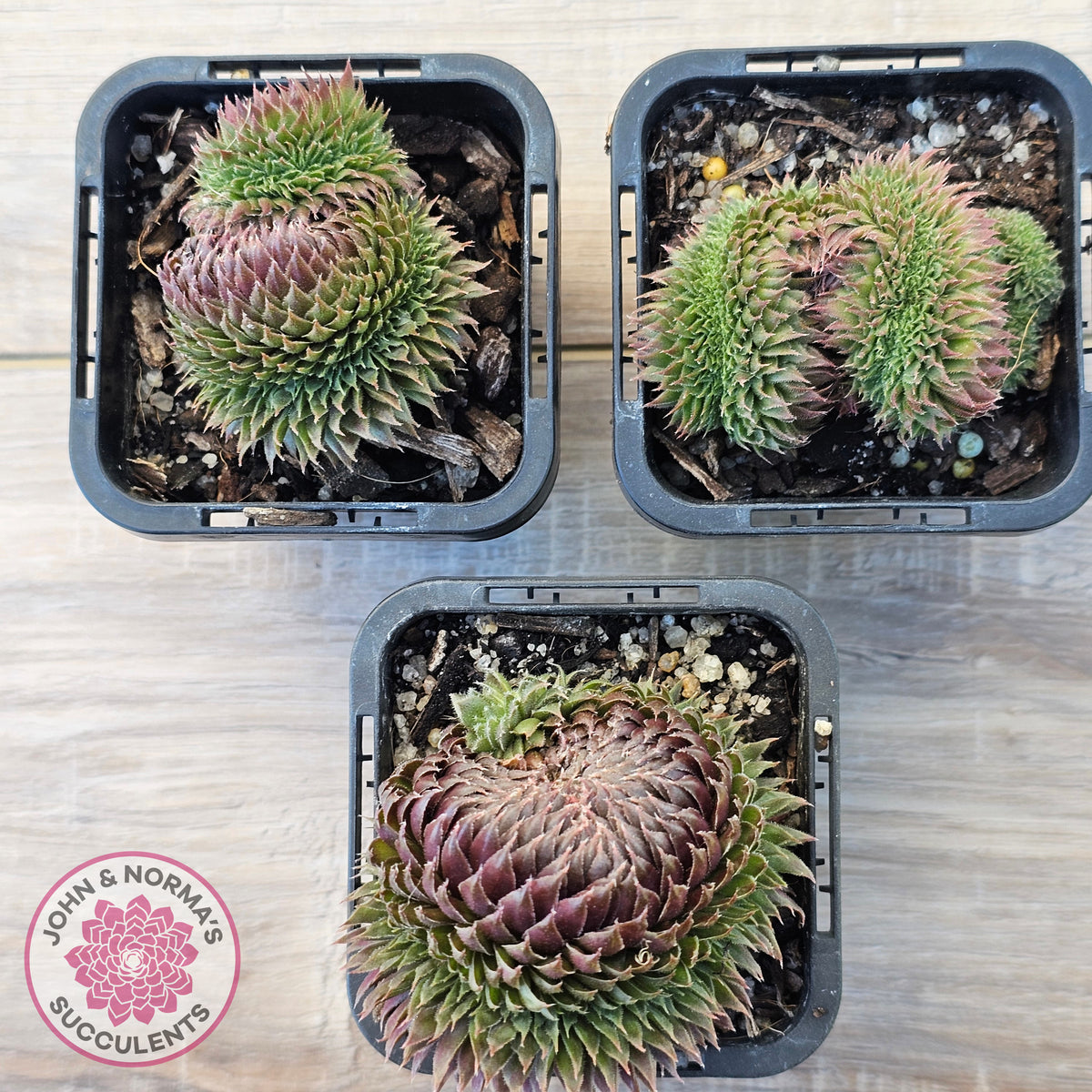 Sempervivum 'Centennial' Crest