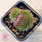 Sempervivum 'Centennial' Crest