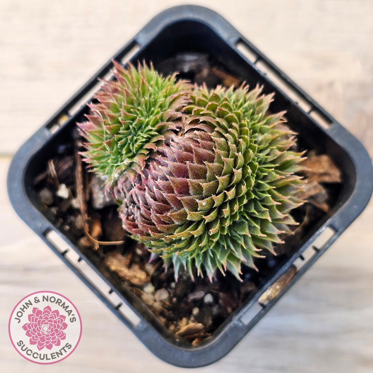 Sempervivum 'Centennial' Crest