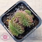 Sempervivum 'Centennial' Crest