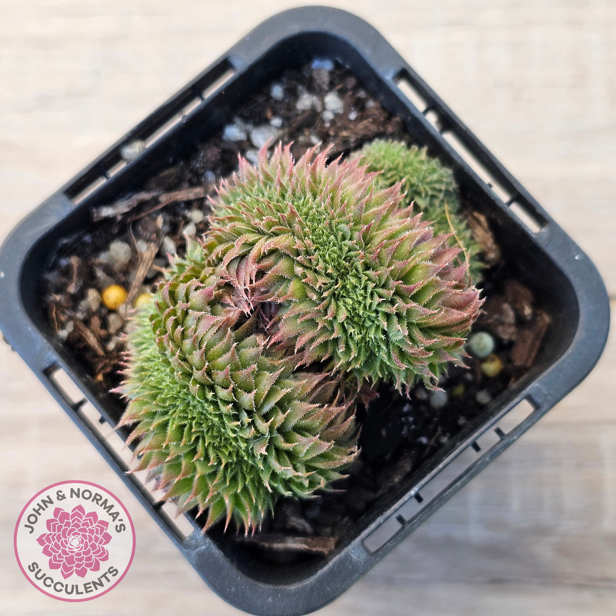 Sempervivum 'Centennial' Crest